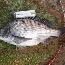 乗っ込みシーズン